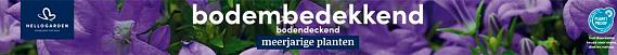 tafelbanner 2025 Nederlands-Duits - bodembedekkend | bodendeckend