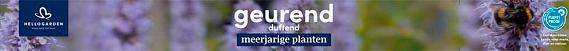tafelbanner 2025 Nederlands-Duits - geurend | duftend