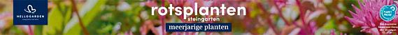 tafelbanner 2025 Nederlands-Duits - rotsplanten | steingarten
