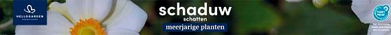 tafelbanner 2025 Nederlands-Duits - schaduw | schatten
