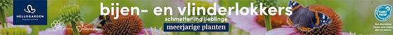 tafelbanner 2025 Nederlands-Duits - bijen- en vlinderlokkers | schmetterling lieblinge