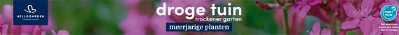tafelbanner 2025 Nederlands-Duits - droge tuin | trockener garten