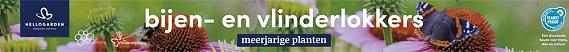 tafelbanner 2025 Nederlands - <strong>bijen- en vlinderlokkers</strong>