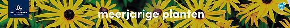 tafelbanner 2025 Nederlands - meerjarige planten