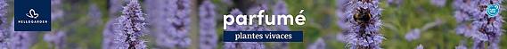 tafelbanner 2025 Frans - parfumé