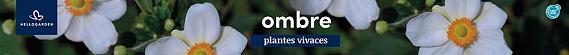 tafelbanner 2025 Frans - ombre