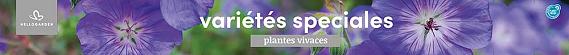 tafelbanner 2025 Frans - variétés speciales