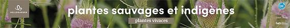 tafelbanner 2025 Frans - plantes sauvages et indigènes