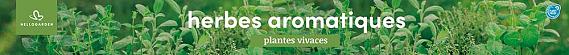 tafelbanner 2025 Frans - herbes aromatiques