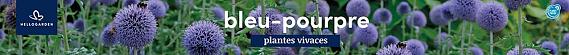 tafelbanner 2025 Frans - bleu-pourpre