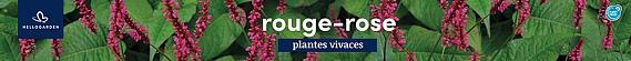 tafelbanner 2025 Frans - rouge-rose