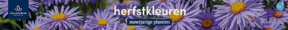 tafelbanner 2025 Nederlands - herfstkleuren