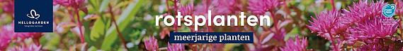 tafelbanner 2025 Nederlands - <strong>rotsplanten</strong>