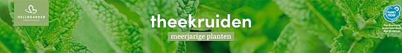 tafelbanner 2025 Nederlands - theekruiden